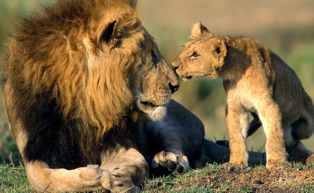 Wildlife & Birding Tour